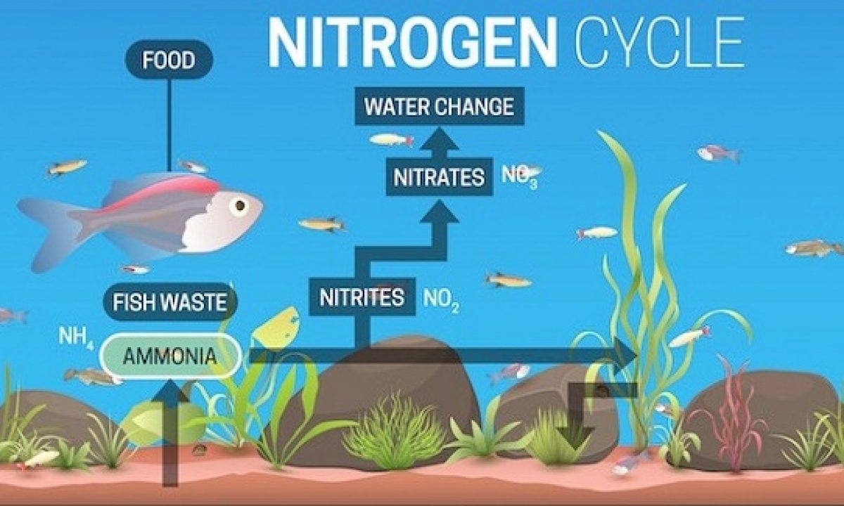 LÀM SAO GIẢM KHÍ ĐỘC NH3, NO2 VÀ MÙI HÔI TRONG AO TÔM?