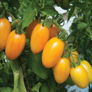 Nữ giám đốc bỏ việc về trồng cà chua Nova